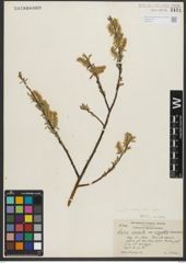 Foto von Salix rigida Muhl.